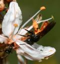 Andrena sardoa